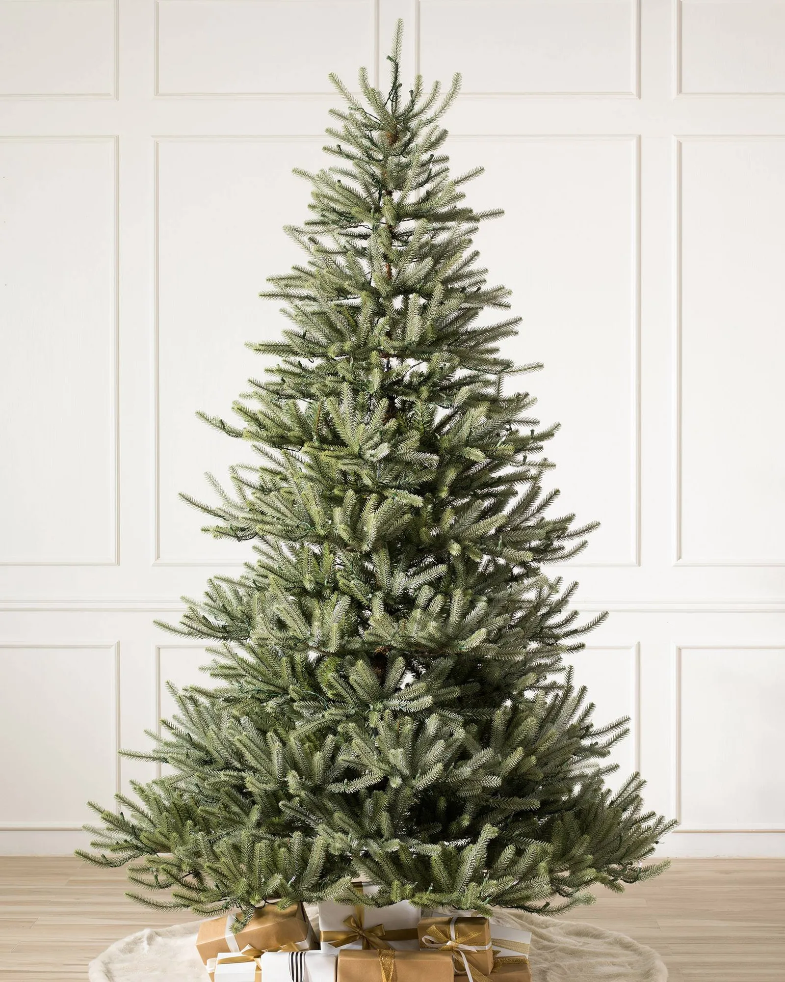 A full, freshly cut spruce standing undecorated in a bright panelled room