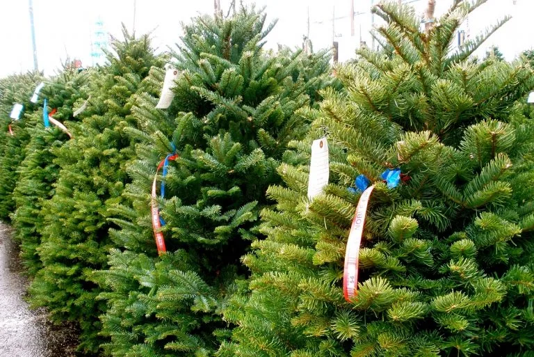 Christmas Tree Farm